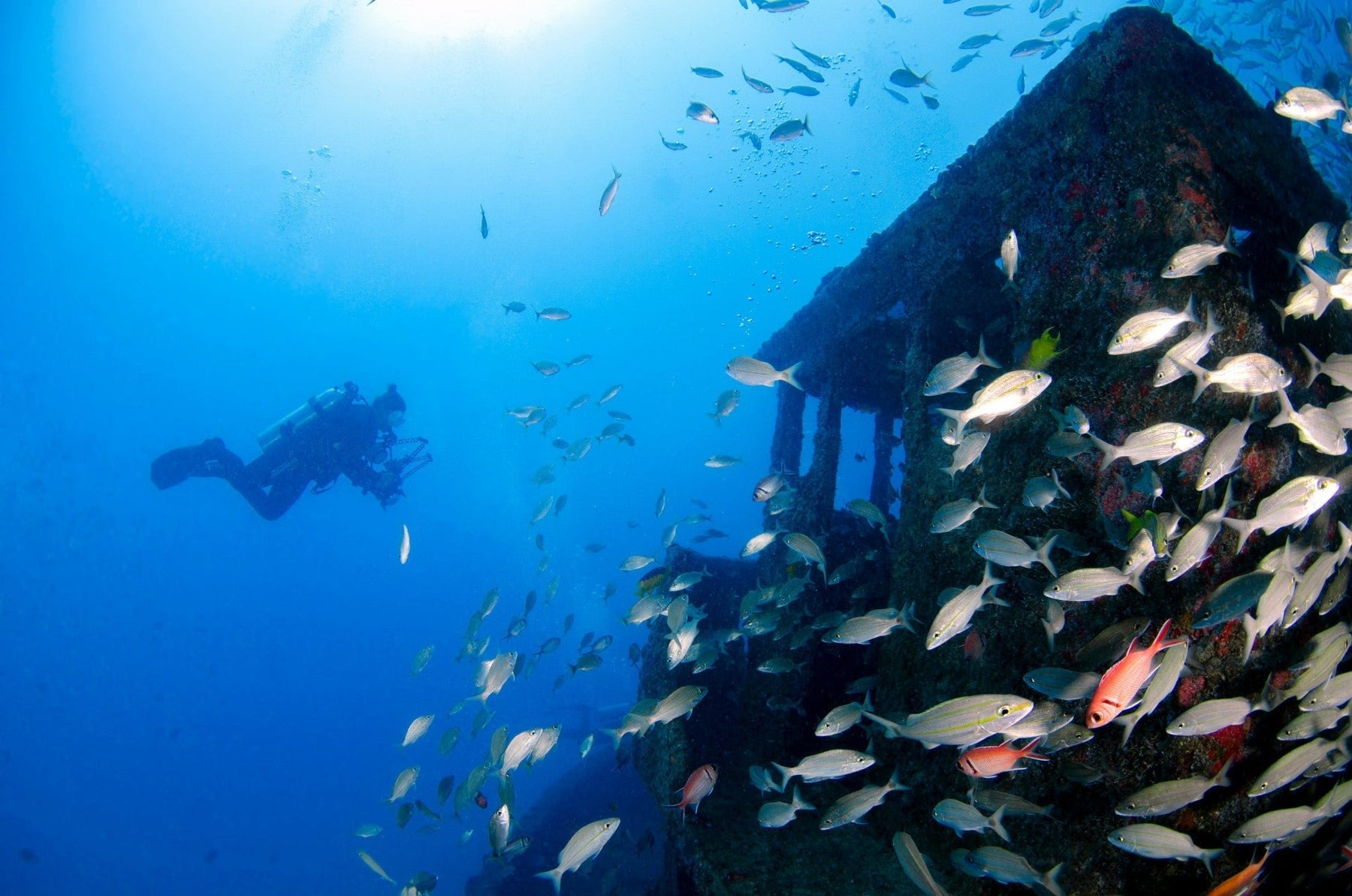 Best Diving Spots in the USA: Top Dive Destinations to Explore by RIB Boat - ORCA Retail US