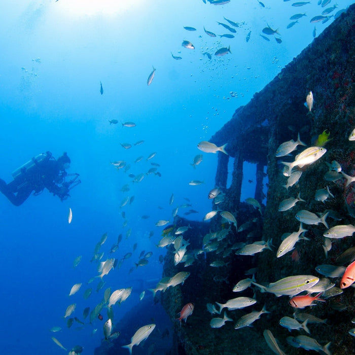 Best Diving Spots in the USA: Top Dive Destinations to Explore by RIB Boat - ORCA Retail US