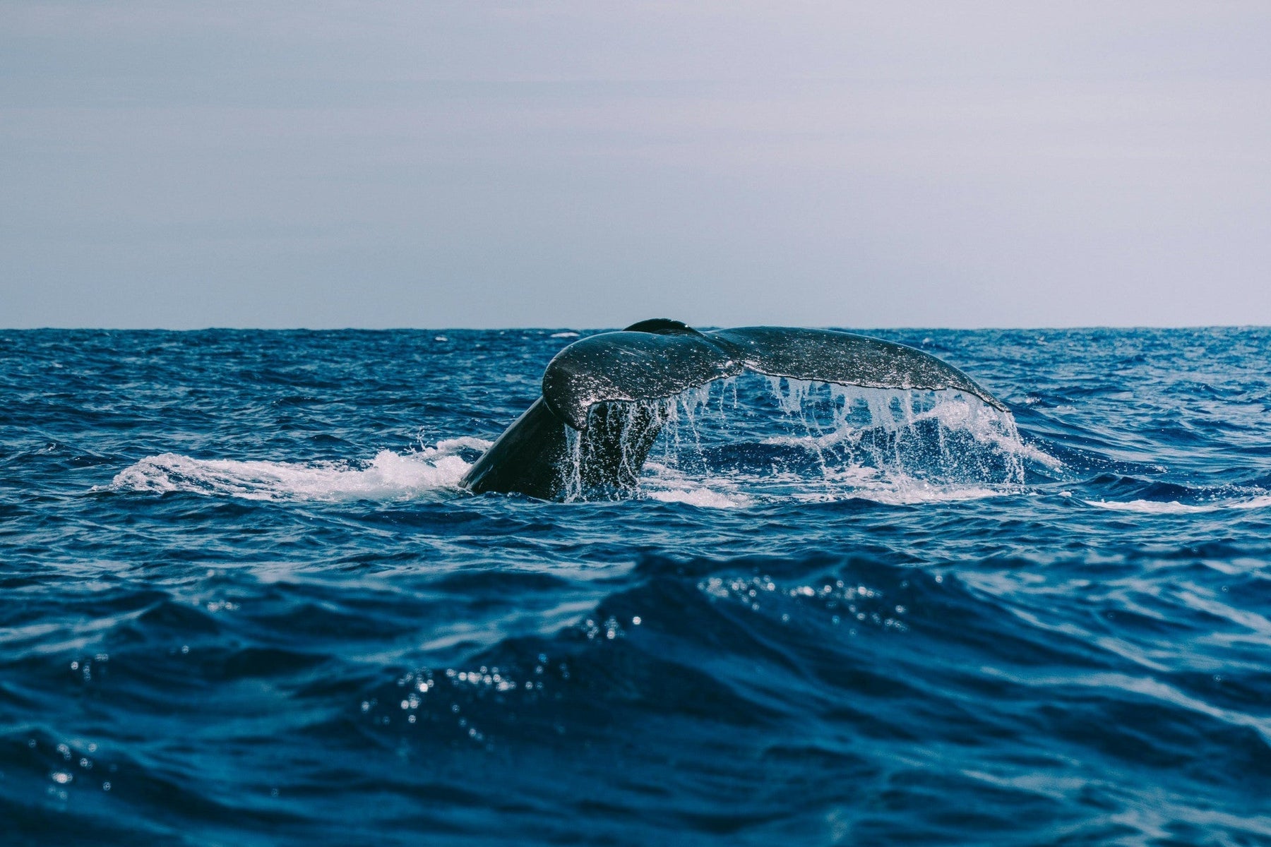 Where to See Whales in North America? Complete Guide - ORCA Retail US