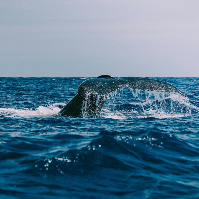 Where to See Whales in North America? Complete Guide - ORCA Retail US